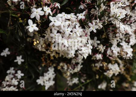 Details zur geringen Schärfentiefe (selektiver Fokus) mit Jasminblüten in einem botanischen Garten an der französischen riviera an einem sonnigen Frühlingstag. Stockfoto