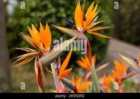 Details zur geringen Schärfentiefe (selektiver Fokus) mit Strelitzia reginae, die an der französischen riviera als Kranichblume, Paradiesvögel, bekannt ist Stockfoto