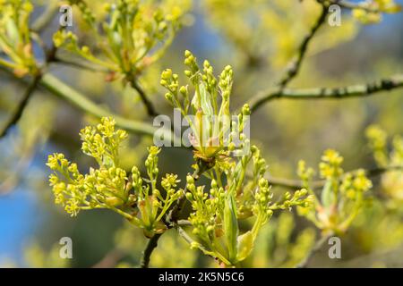 Nahaufnahme Sassafras Albidum In Amsterdam, Niederlande 11-4-2020 Stockfoto