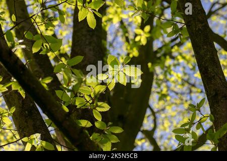 Nahaufnahme Sassafras Albidum In Amsterdam, Niederlande 11-4-2020 Stockfoto