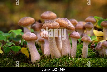 Armillaria mellea, allgemein bekannt als Honigpilz - ein Basidiomycete-Pilz der Gattung Armillaria (Nahaufnahme). Stockfoto