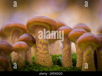 Armillaria mellea, allgemein bekannt als Honigpilz - ein Basidiomycete-Pilz der Gattung Armillaria (Nahaufnahme). Stockfoto