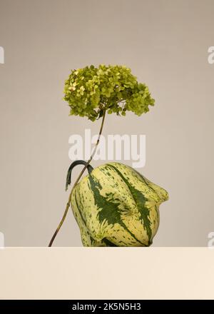 Klein fruchtierte dekorative grüne Kürbis. Hässliches Gemüse. Halloween-Design. Minimalistische Komposition. Stillleben im Herbst. Stockfoto