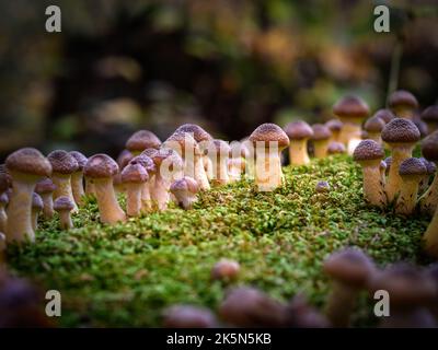 Armillaria mellea, allgemein bekannt als Honigpilz - ein Basidiomycete-Pilz der Gattung Armillaria (Nahaufnahme). Stockfoto