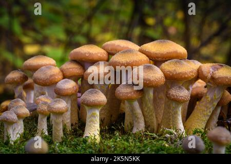 Armillaria mellea, allgemein bekannt als Honigpilz - ein Basidiomycete-Pilz der Gattung Armillaria (Nahaufnahme). Stockfoto