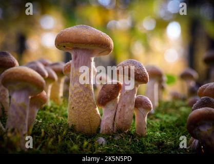 Armillaria mellea, allgemein bekannt als Honigpilz - ein Basidiomycete-Pilz der Gattung Armillaria (Nahaufnahme). Stockfoto