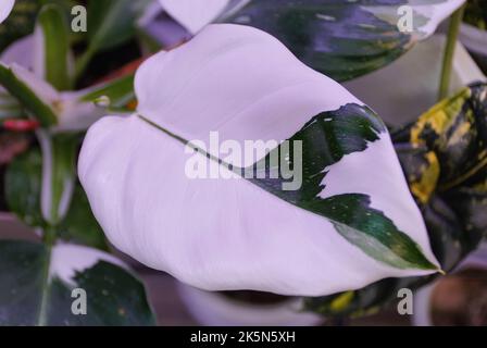 Schönes weißes und grünes Blatt des weißen Zauberer Philodendron, eine seltene und beliebte Zimmerpflanze Stockfoto