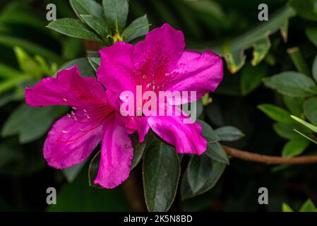 Blume lila rhododendron Stockfoto