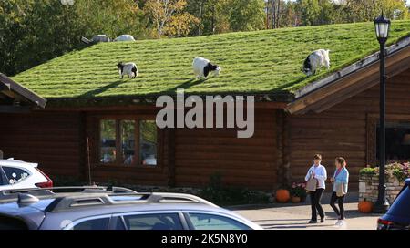 Wisconsin, USA. 1. Oktober 2022. Al Johnson's Swedish Restaurant das Hotel liegt in 10698 N. Bay Shore Dr. Sister Bay, Wisconsin, ein authentisches schwedisches Familienrestaurant, in dem Sie Ziegen finden können, die auf dem Soddach grasen, das dieses Restaurant zu einem der berühmtesten Restaurants in Door County gemacht hat. Im legeren Speisesaal mit Teppichboden servieren junge Damen in skandinavischen Outfits Limpabrot und schwedische Fleischbällchen. Das Menü besteht aus einer Vielzahl schwedischer Gerichte, von Pfannkuchen mit Preiselbeeren bis zu schwedischen Fleischbällchen, Weißfisch, Sandwiches, Salaten und verschiedenen warmen und kalten Speisen. (Bild: Stockfoto