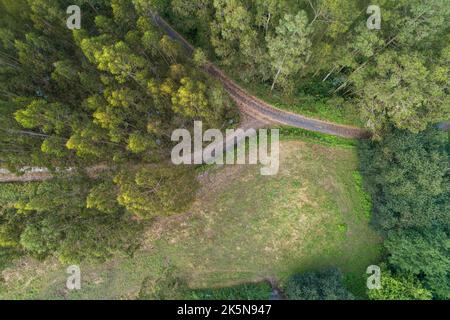 Eine Luftaufnahme mit Drohne eines Eukalyptuswaldes neben einer Straße Stockfoto