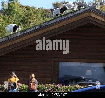 Wisconsin, USA. 1. Oktober 2022. Al Johnson's Swedish Restaurant das Hotel liegt in 10698 N. Bay Shore Dr. Sister Bay, Wisconsin, ein authentisches schwedisches Familienrestaurant, in dem Sie Ziegen finden können, die auf dem Soddach grasen, das dieses Restaurant zu einem der berühmtesten Restaurants in Door County gemacht hat. Im legeren Speisesaal mit Teppichboden servieren junge Damen in skandinavischen Outfits Limpabrot und schwedische Fleischbällchen. Das Menü besteht aus einer Vielzahl schwedischer Gerichte, von Pfannkuchen mit Preiselbeeren bis zu schwedischen Fleischbällchen, Weißfisch, Sandwiches, Salaten und verschiedenen warmen und kalten Speisen. (Bild: Stockfoto