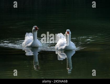 Zwei einheimische Gänse, die in freier Wildbahn leben. Emden-Gänse schwimmen im dunkelgrünen Wasser Stockfoto