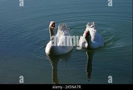 Zwei einheimische Gänse, die in freier Wildbahn leben. Emden-Gänse greifen an. Mensch geht nach Hause! Stockfoto