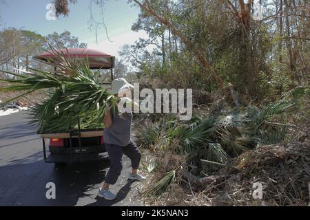 Frau schmettert beschädigte Sägepalettenzweige auf Müllhaufen am Straßenrand in North Fort Myers, Florida, 8. Oktober 2022, © Katharine Andriotis Stockfoto