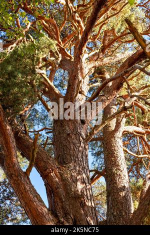 DIE ROTBRAUNEN ZWEIGE EINER SCHOTTISCHEN KIEFER PINUS SYLVESTRIS Stockfoto