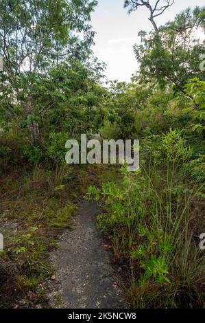 Pine Glades Lake Trail im Everglades National Park, Florida unter sonniger Sommerwolkenlandschaft. Stockfoto