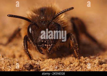 Detaillierte frontale Nahaufnahme einer weiblichen frühen Zellophanbiene, Colletes cuniculariussitzend auf dem Boden Stockfoto