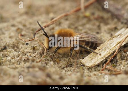 Detaillierte Nahaufnahme einer männlichen frühen Zellophanbiene, Colletes cuniculariussitzend auf dem Boden Stockfoto