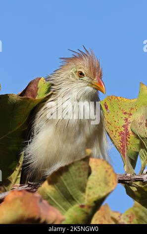 Guira Kuckuck (Guira guira) Nahaufnahme eines Erwachsenen, der im Baum Pantanal, Brasilien, thront. Juli Stockfoto