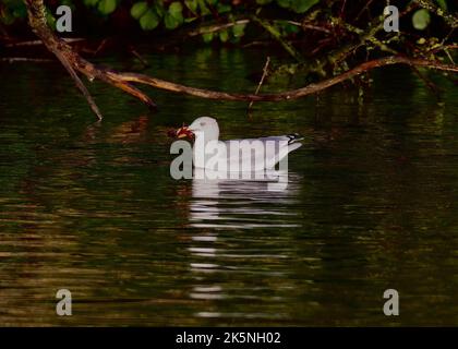 Hering Gull (Larus argentatus) mit Krebsen auf Sanctuary Pond, Hampstead Heath, London Stockfoto