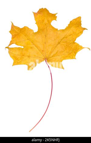 Trocken vergilbt Herbst Ahornblatt auf weißem Hintergrund, isolieren Stockfoto