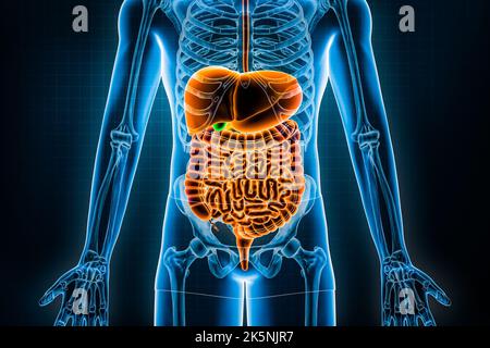 Menschliches Verdauungssystem und Gastrointestinaltrakt 3D Rendering Illustration. Vorder- oder Vorderansicht der Organe der Verdauung oder des Därbs. Anatomie, medizinisch Stockfoto