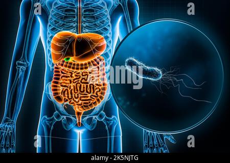 Menschliches Verdauungssystem und Magen-Darm-Trakt und E. coli-Bakterien 3D Rendering Illustration. Anatomie, Medizin, Biologie, Infektionskrankheit, Gastri Stockfoto