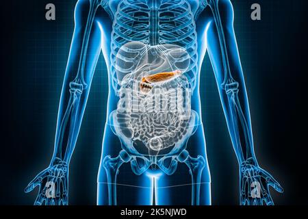 Pankreas 3D Rendering-Abbildung. Anteriore oder vordere Ansicht des menschlichen Verdauungssystems oder des Darments. Anatomie, Medizin, Biologie, Wissenschaft, Gesundheitswesen, pa Stockfoto