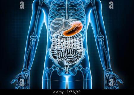 Darstellen von Magen 3D. Vordere oder vordere Ansicht des menschlichen Verdauungssystems und des Magen-Darm-Trakts oder des Darms. Anatomie, Medizin, Biolog Stockfoto
