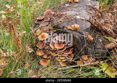 Pilze und Myzel auf einem alten Stumpf mitten im Wald an einem klaren Herbsttag. Stockfoto