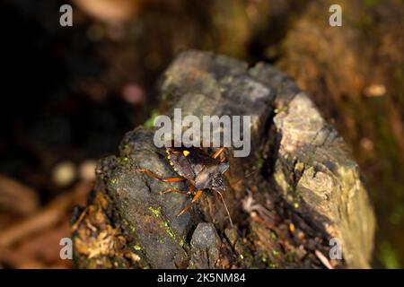 Makrofoto von einem erwachsenen Waldkäfer auf dem verfaulten alten Stumpf. Dunkler Hintergrund, Teil des Spinnennetzes. Stockfoto