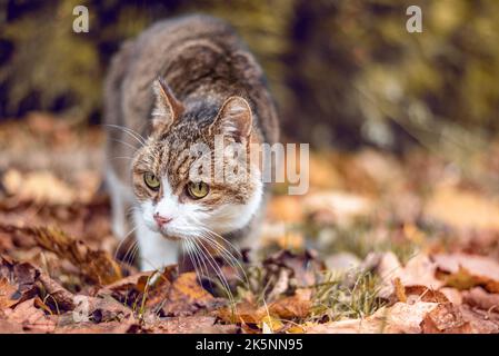 Entzückende tabby Katze im Freien unter gefallenen Blättern am Herbsttag Stockfoto