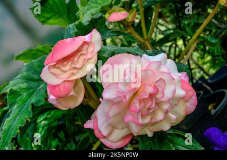 Weiße Blütenblätter mit rosafarbenen Rändern von Begonia-Tuberösen Blüten, Sorte Cascade Florence mit Blättern, Nahaufnahme. Entzückende Zärtlichkeit der doppelten Begonia blos Stockfoto