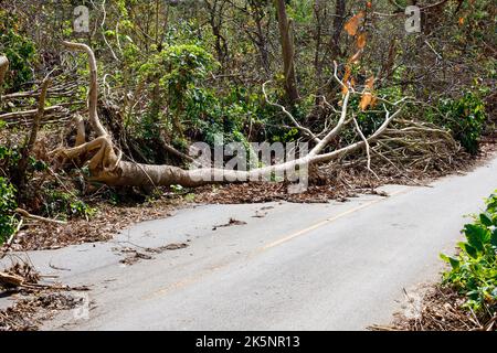 Die Folgen des Unarals Fiona. Dominikanische Republik. Punta Cana. Stockfoto