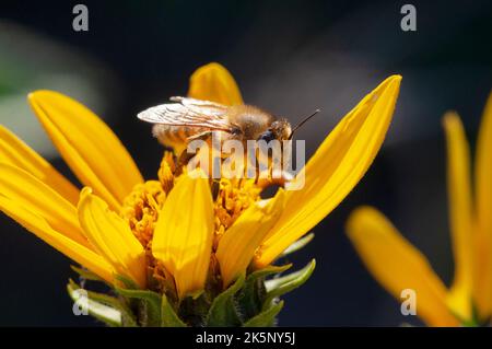 Bienensammlungspollen auf der Jerusalemer Artischocke Stockfoto