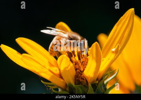 Bienensammlungspollen auf der Jerusalemer Artischocke Stockfoto