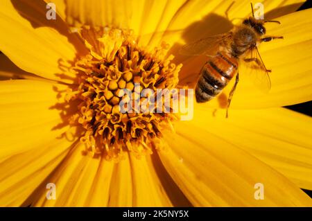 Bienensammlungspollen auf der Jerusalemer Artischocke Stockfoto