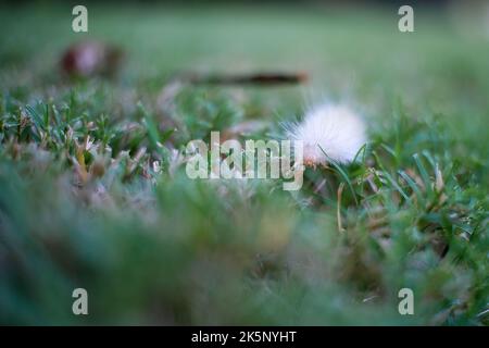 Virginia Tiger Moth zerkratzen Rasen in Makroansicht. Stockfoto