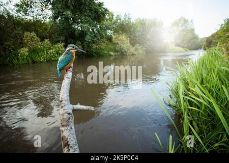 Gewöhnlicher Eisvögel, der im Sommer auf dem Ast in einem weiten Engel sitzt Stockfoto