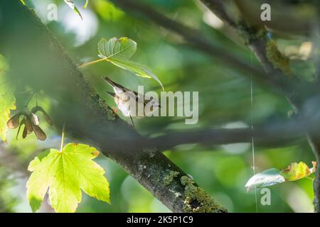 Goldwappen regulus regulus, ein einziger Erwachsener, der auf der Suche nach Insekten zwischen dem Baumkronen ist, Yorkshire, Großbritannien, September Stockfoto