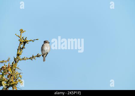 Flecked Flycatcher Muscicapa striata, ein alleinerwachsener Vogel, der im Herbst auf einem Weißdornbusch thront, Yorkshire, Großbritannien, September Stockfoto