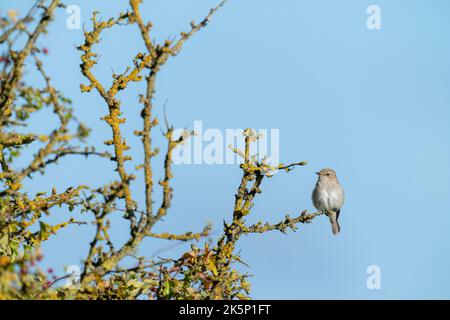 Flecked Flycatcher Muscicapa striata, ein alleinerwachsener Vogel, der im Herbst auf einem Weißdornbusch thront, Yorkshire, Großbritannien, September Stockfoto
