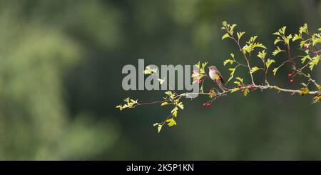 Flecked Flycatcher Muscicapa striata, ein einziger Vogel, der auf einem Zweig eines Weißdornbusches am Waldrand thront, Nottinghamshire, Großbritannien, September Stockfoto