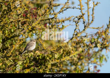 Flecked Flycatcher Muscicapa striata, ein alleinerwachsener Vogel, der im Herbst auf einem Weißdornbusch thront, Yorkshire, Großbritannien, September Stockfoto