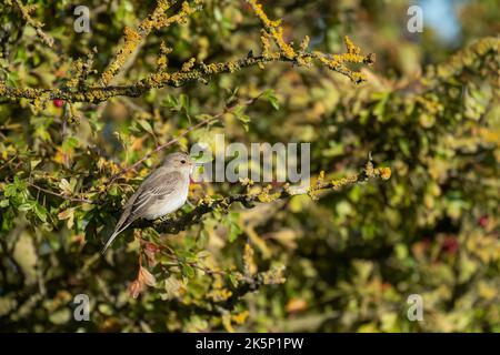 Flecked Flycatcher Muscicapa striata, ein alleinerwachsener Vogel, der im Herbst auf einem Weißdornbusch thront, Yorkshire, Großbritannien, September Stockfoto