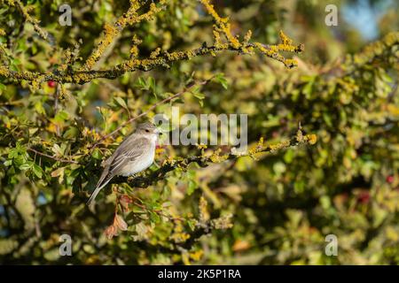 Flecked Flycatcher Muscicapa striata, ein alleinerwachsener Vogel, der im Herbst auf einem Weißdornbusch thront, Yorkshire, Großbritannien, September Stockfoto