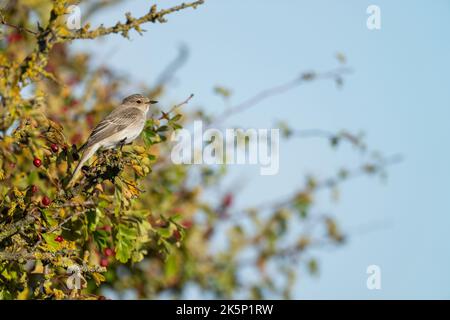 Flecked Flycatcher Muscicapa striata, ein alleinerwachsener Vogel, der im Herbst auf einem Weißdornbusch thront, Yorkshire, Großbritannien, September Stockfoto