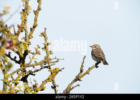 Flecked Flycatcher Muscicapa striata, ein alleinerwachsener Vogel, der im Herbst auf einem Weißdornbusch thront, Yorkshire, Großbritannien, September Stockfoto
