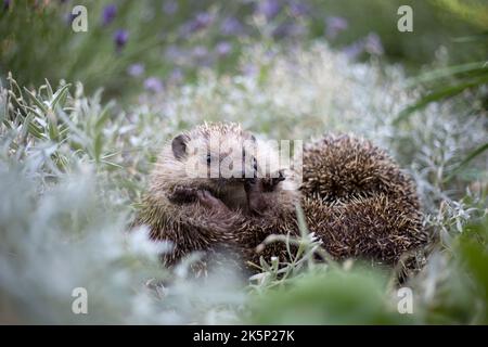 Zwei nördliche Weißbrustigel (Erinaceus roumanicus) liegen in einem Bett aus weißen Blüten, einer von ihnen kratzt sich mit seinen Pfoten im Gesicht Stockfoto