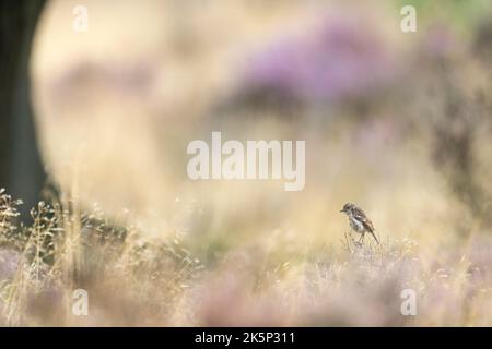 Stonechat Saxicola rubicola, ein junger gefiederter Vogel, der zwischen Gräsern und Heidekraut thront, RSPB Sherwood Forest South, Nottinghamshire, Großbritannien, August Stockfoto